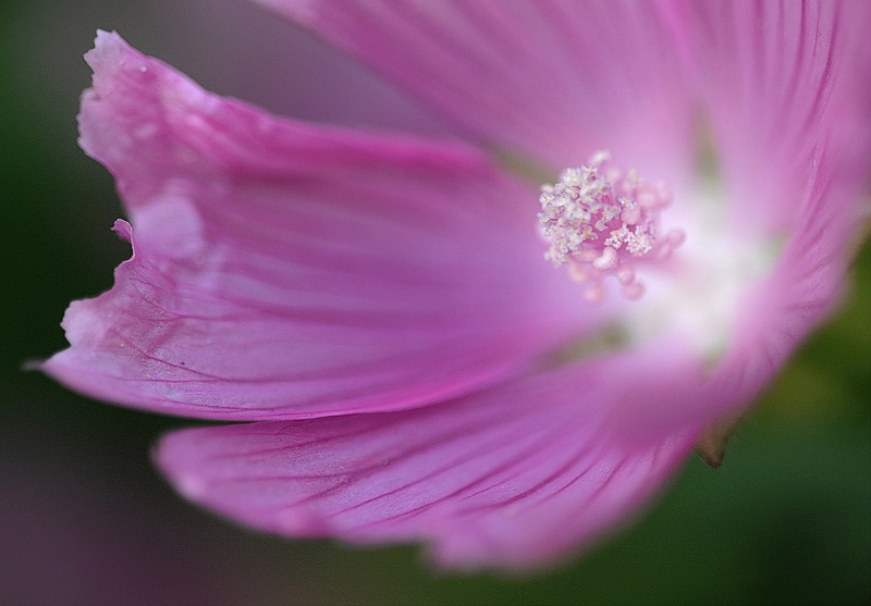 Blume D32_8616 Kopie.jpg   26.04.jpg